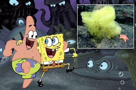Real Life Spongebob Squarepants Patrick Star Spotted In Atlantic