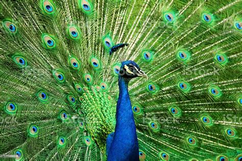 Portrait Of Peacock With Feathers Out Stock Photo - Download Image Now ...