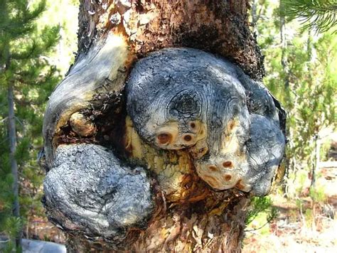 Why Tree Burls Are Awesome And Desired By Woodworkers Make From Wood