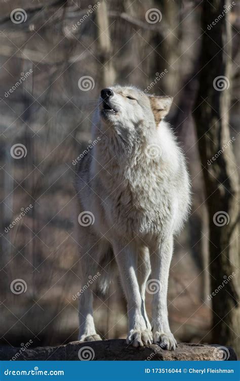 White Arctic Wolf Standing On Rock Howling In Woods Portrait Stock
