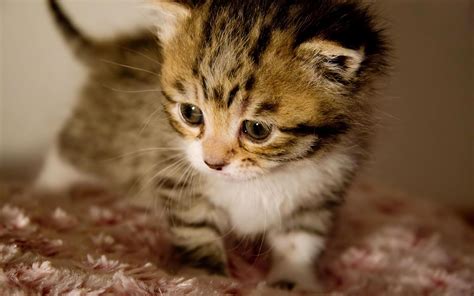 Cutest Kitten In The World Wallpaper