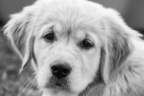 We started off with toy breeds, yorkies, papillions and now goldens. Golden Retriever Puppies For Sale in New Mexico, NM ...