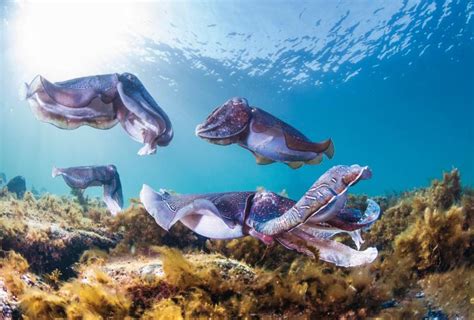 Swim With Australias Marine Life Tourism Australia