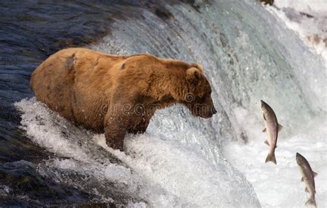 Alaskan Brown Bear Catching Salmon Stock Photo Image Of
