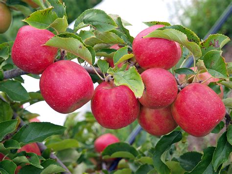 Apple Farming In Kenya Mitigating Risks For Better Productivity Oxfarm