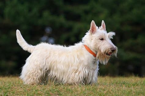 Best Dog Toys For Scottish Terrier Dog Breeds Best Small Dogs