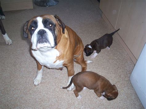 We believe in helping you find the product that is right for you. Boxer puppies for sale. | Ashington, Northumberland ...