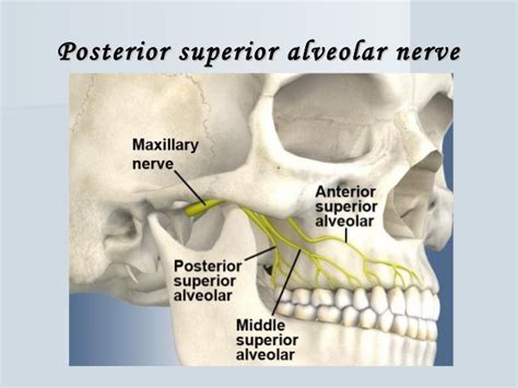 Image Result For Posterior Superior Alveolar Nerve Block Dental
