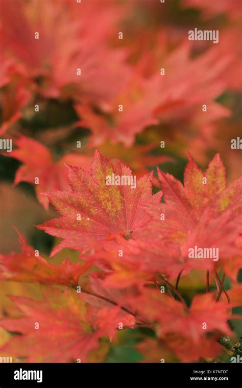 Red Autumn Leaves Of The Japanese Maple Acer Shirasawanum Aureum