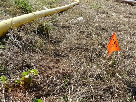 What Are These Flags In My Backyard Dig Markings Buzz Custom Fence