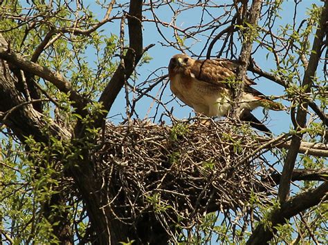 Red Tail Hawk Nest Size