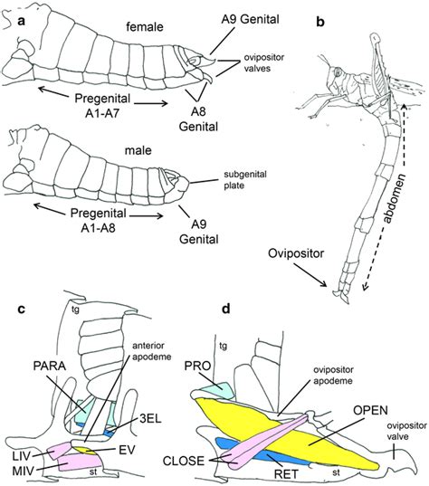 Grasshopper Abdomens Oviposition Behavior Musculo Skeletal Morphology