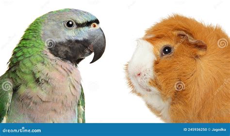 Green Parrot And Guinea Pig Stock Photo Image Of Brown Advertisement