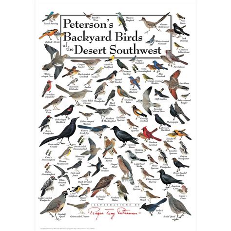 Petersons Backyard Birds Of The Desert Southwest Poster Mommas Home
