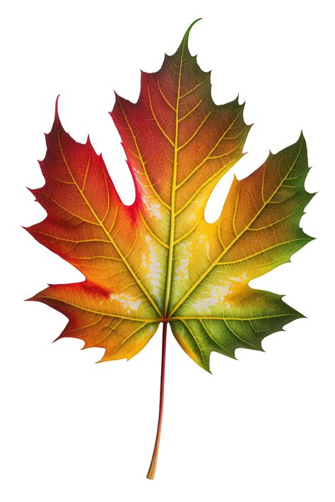 The Image Depicts A Singular Maple Leaf In Shades Of Green Yellow And