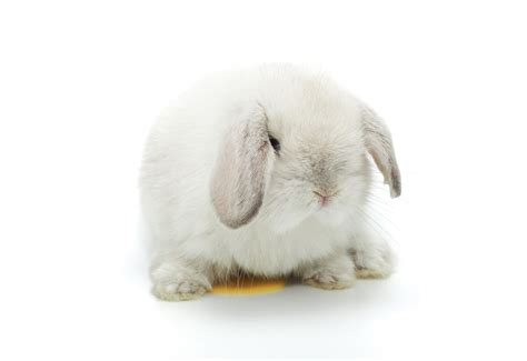 Rabbit Urine Color What Pee Says About Rabbit Health