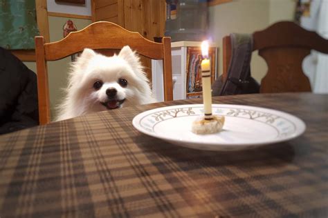 Sep 05, 2019 · obviously there are many factors that play into this question like age…a good safe quantity is usually half a rack per person which usually equates to about a pound. WeRateDogs™ on Twitter: "This is Gabe. He was the ...