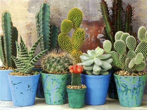 Cacti And Succulents Are Not Heavy Feeders But Do Benefit From Light