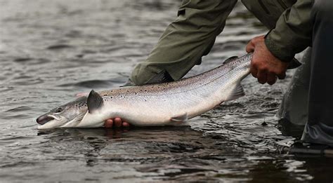 Fish Species In Scotland A Comprehensive Fishing Guide