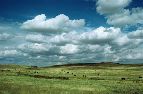 Weather Of The Grassland Ecosystem Sciencing
