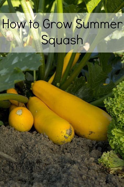 How To Grow Summer Squash In Your Garden Tips From Seed To Harvest