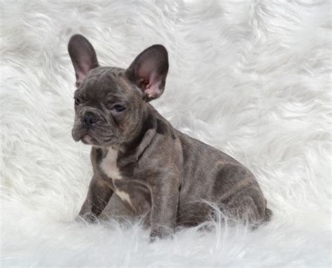 Lovely and gentle personality and raised in a family with kids and other dogs. Blue French Bulldog Puppies for Sale - Breeding Blue ...