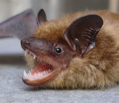Pictures Of Bats Bat Photos Taken In Massachusetts