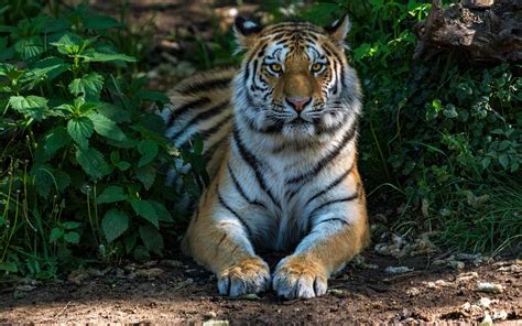 Tiger 5k Wallpapers Hd Wallpapers Id 24264