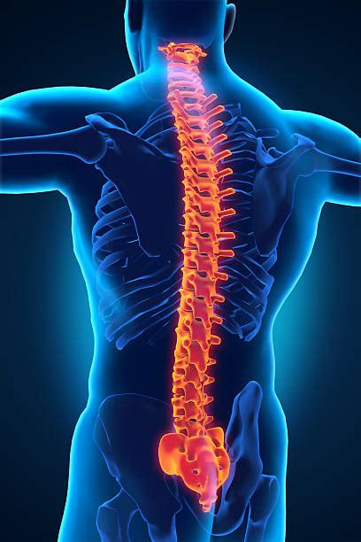 Human Spine Pictures Images And Stock Photos Istock