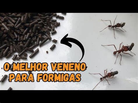 MATA TUDO EM INSTANTES ESTE É O MELHOR VENENO QUE EXISTE PARA ACABAR COM FORMIGAS CORTADEIRAS