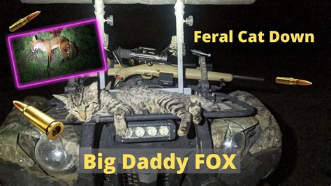 Fox Hunting Australia And Shooting Feral Cats Youtube
