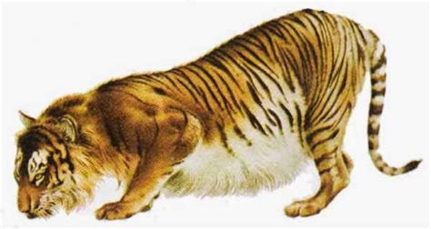 Wild Animals Life Caspian Tiger And Javan Tiger Facts