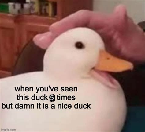 Damn It Is A Nice Duck Tho Imgflip