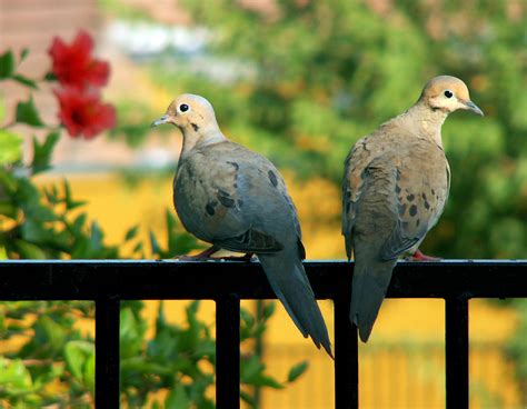 Matched Set Two Doves On An Ironwork Fence Yuma Arizona Flickr