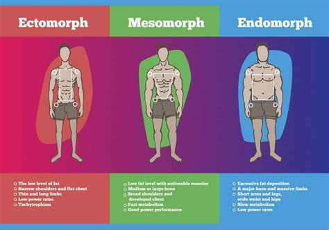 Which Body Type Are You Do You Know That Your Body Has A By Truppr