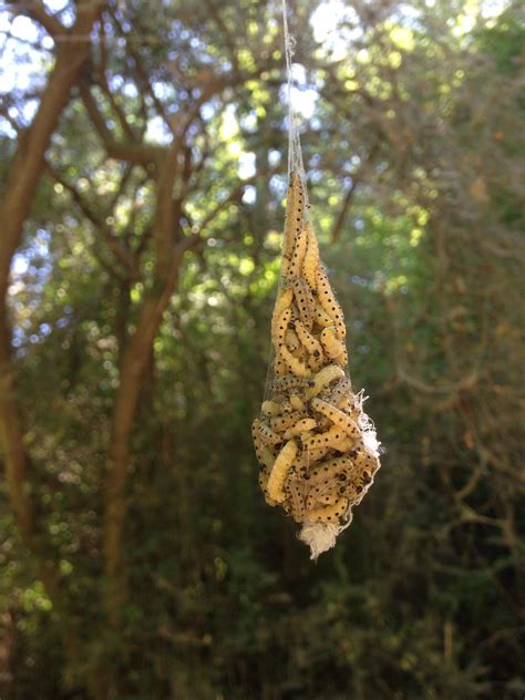 These Caterpillars Have Covered This Tree In Web Cocoons Like This Rmildlyinteresting
