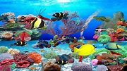 Top 10 Best Live Aquarium Fish Screensaver - Best of 2018 Reviews | No ...