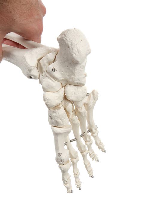 axis scientific human skeleton model anatomy bundle 5 6 life size skeletal system 206 bones