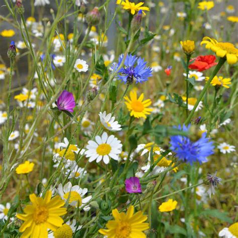 Wildflower Mix Seeds Patio Pots Suttons