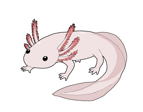Easy Step Axolotl Drawing Learn How To Draw An Axolotl For Kids