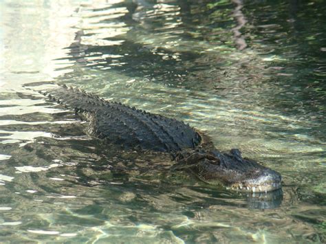 Reggie The Alligator At The Los Angeles Zoo Mario Pineda Flickr