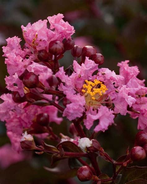 Delta Jazz Crapemyrtle Plants Crape Myrtle Southern Living Plants