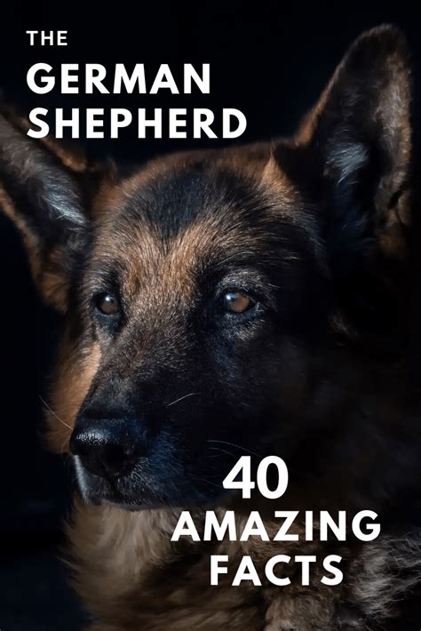 The German Shepherd Dog Breed 40 Amazing Facts German Shepherd Dogs