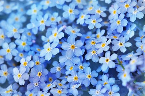 101 Things That Are Blue In Nature Visual List