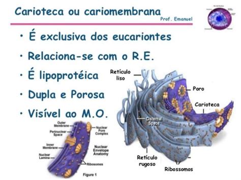 Carioteca Cromatina