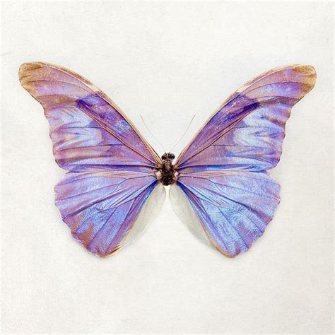 Pin By Ana López De Letona On Mariposas Butterflies Fashion