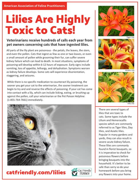 Lilies Are Highly Toxic To Your Cat Cat Friendly Homes