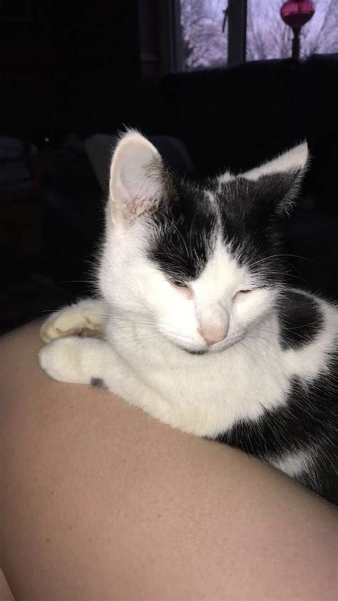 Missing Cat Millstreetie