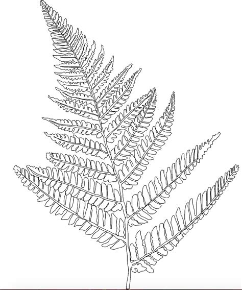 Fern Coloring Pages To Download And Print For Free