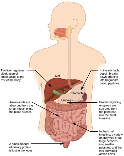 digestive system processes biology for majors ii